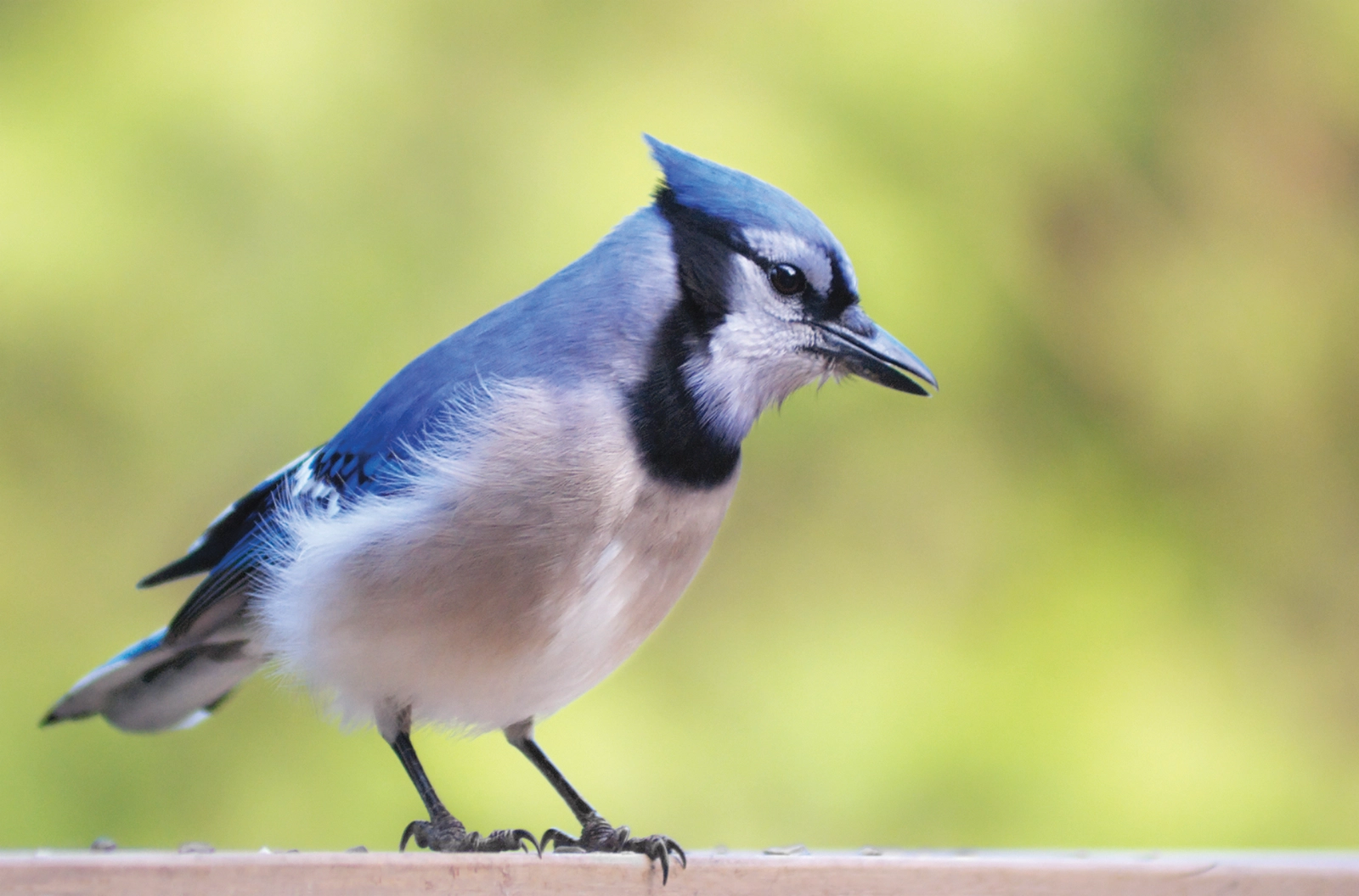 How to Identify and Attract Blue Jays - Birds and Blooms