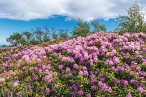 Rhododendrons on a hill